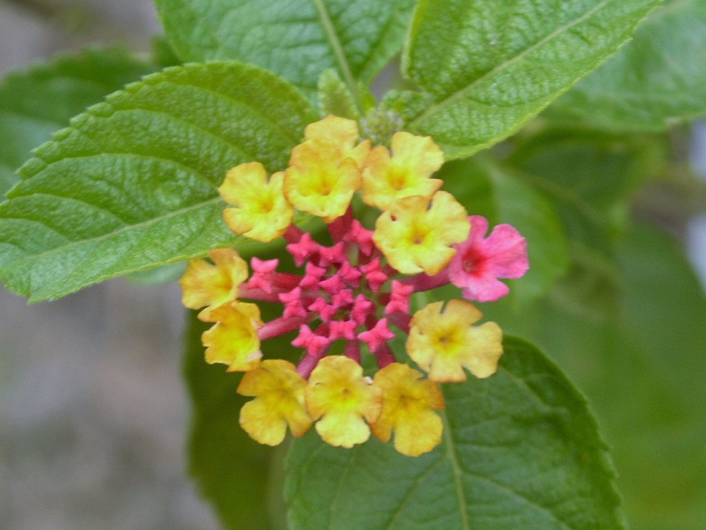 純精油萃取方式