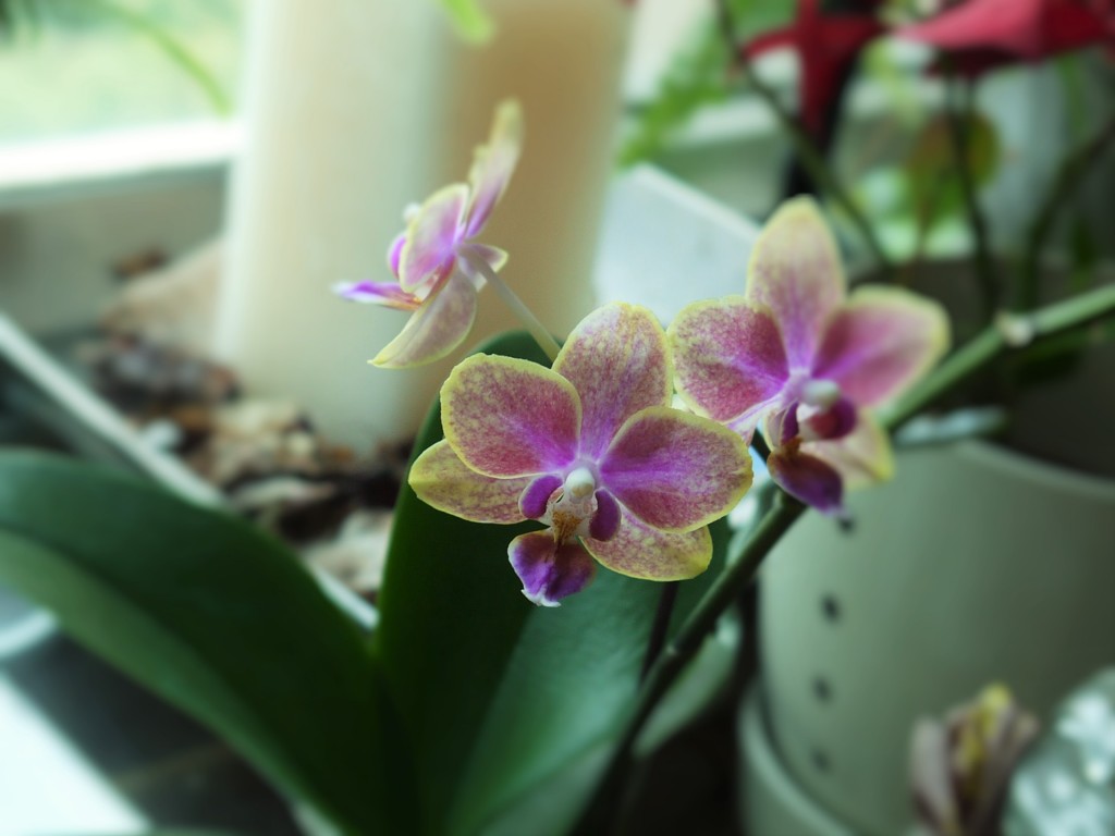 精油一般使用上的禁忌