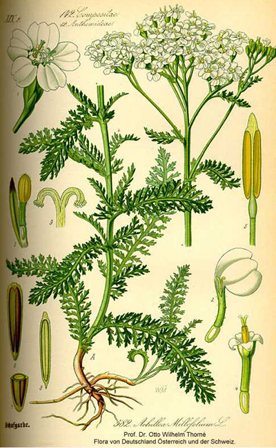 Drawing courtesy Kurt Stüber's Online Library