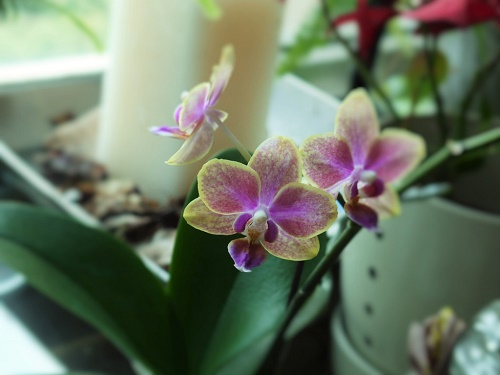 精油一般使用上的禁忌及貼心小叮嚀