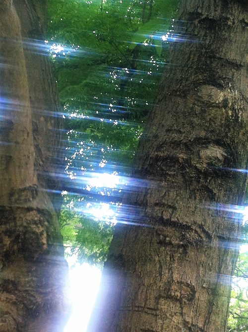 英國Shirley Price純質精油 好好用50種自製入門精油配方之五