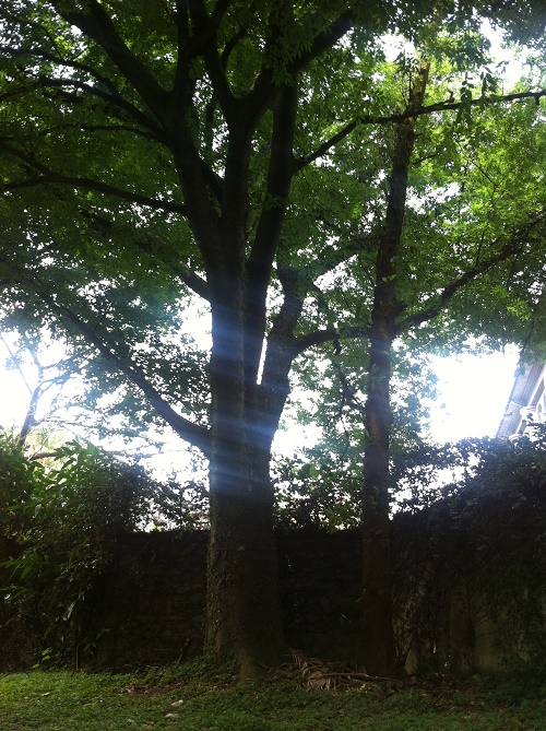 既強烈又有泥土甜甜味道的異國風情廣藿香Patchouli