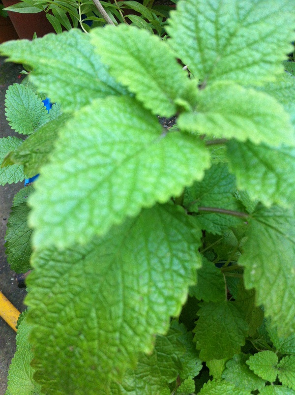 牙齒美白薄荷純質精油