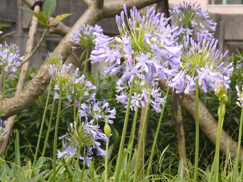 過一個這沒有蟑螂的夏天