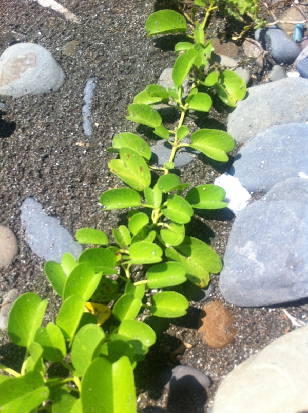 有大地味道的廣藿香