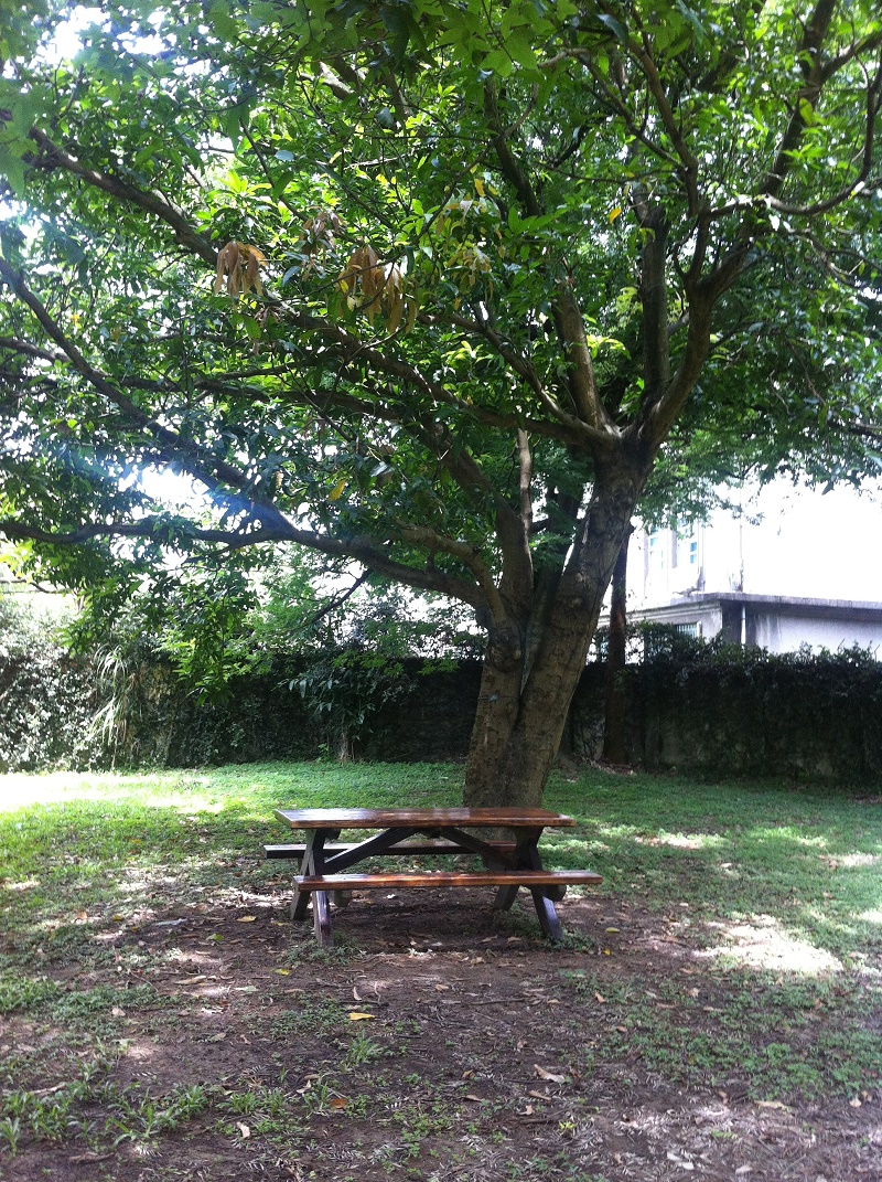 岩蘭草 Vetiver (Vetiveria zizanoides)