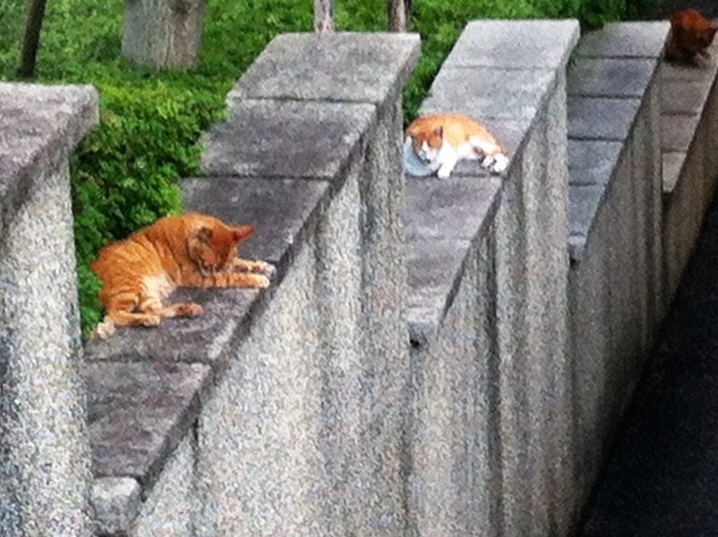 寵物與精油,貓星人