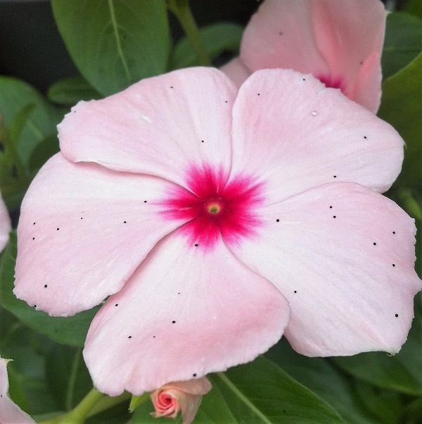 岩玫瑰Cistus，岩薔薇、搖滾玫瑰，勞丹脂或半日花脂