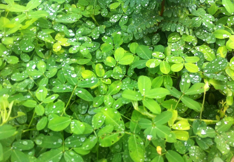 讓精油說故事- 羅勒 Basil