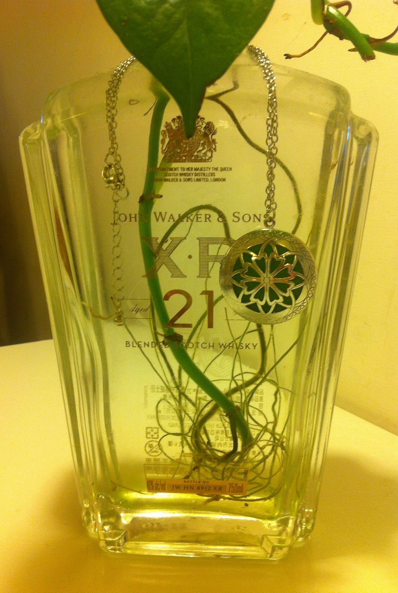 讓精油說故事-月桂Bay (Laurel)