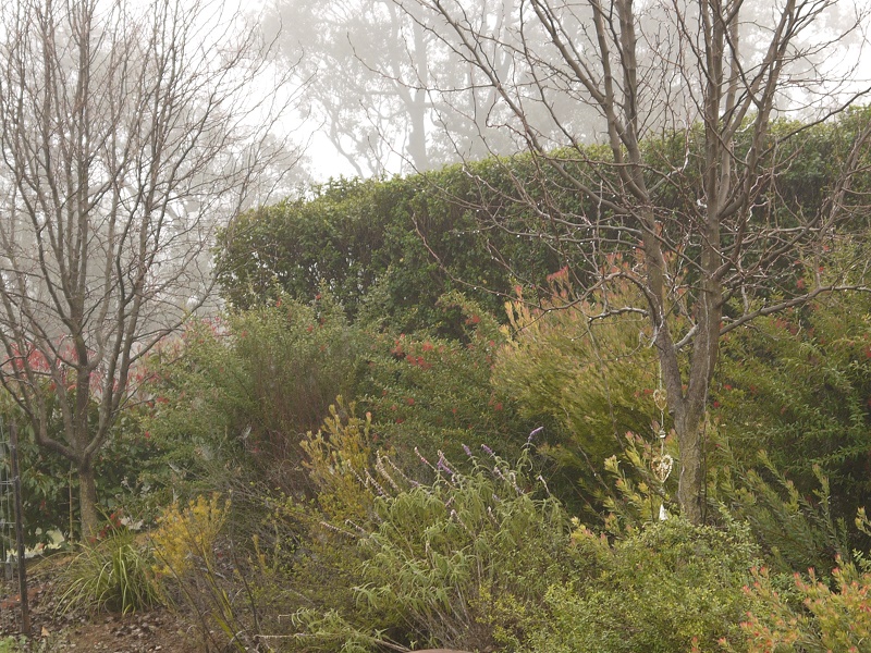 茶樹，丁香, 雪松，綠花白千層，澳洲尤加利，檸檬，佛手柑
