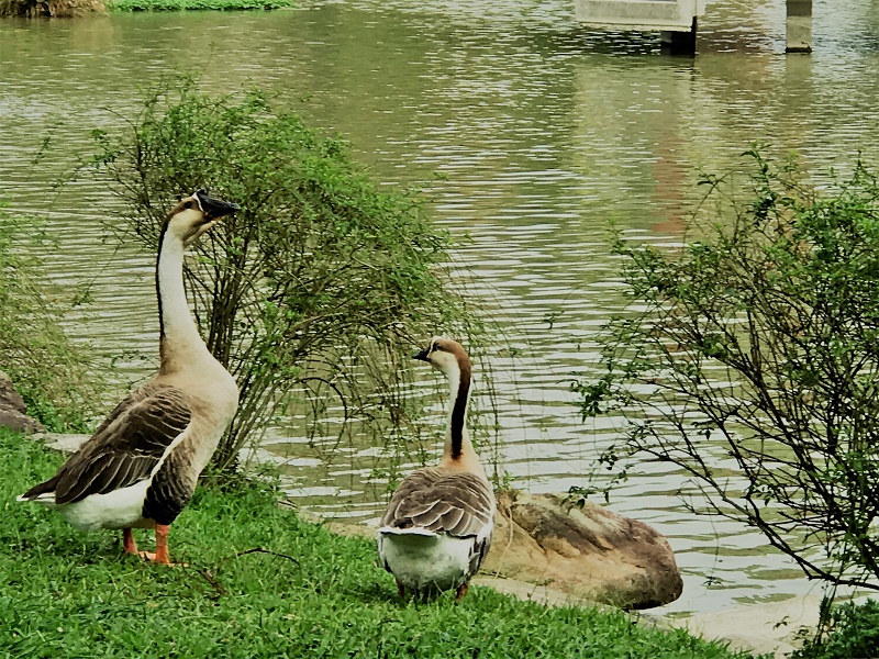 對抗醫學, 整體醫療