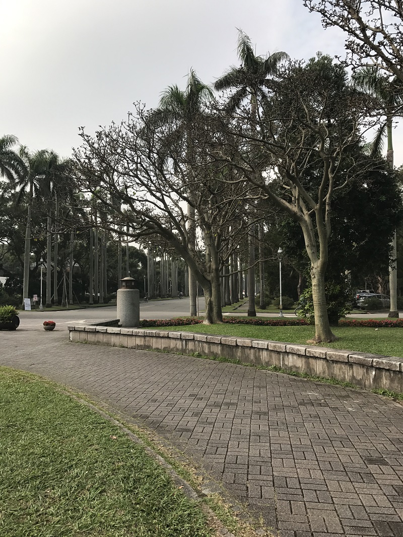 讓精油說故事 溫暖人心的香甜木頭味 西伯利亞冷杉