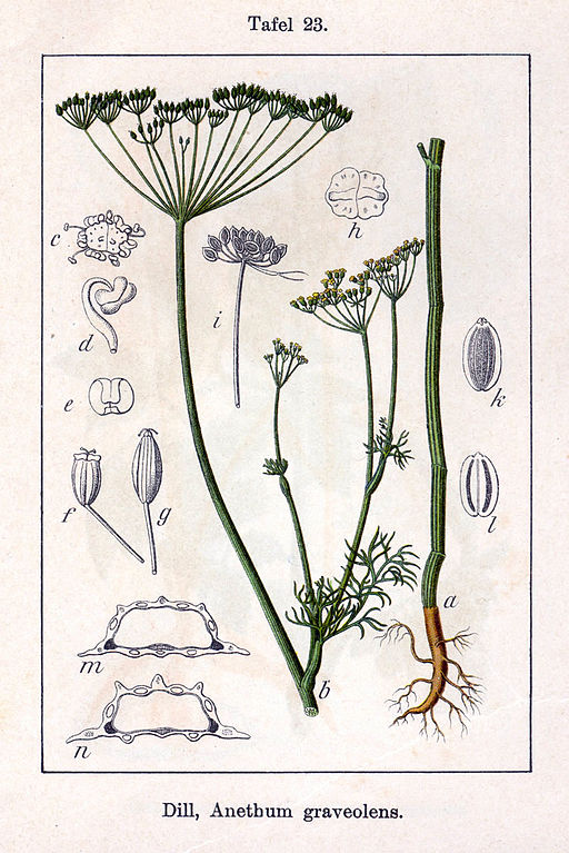 By Johann Georg Sturm (Painter: Jacob Sturm) [Public domain], via Wikimedia Commons