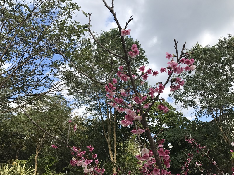 圖文不符的櫻花盛開圖