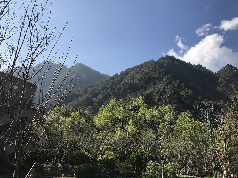 森林系空氣淨化純質精油