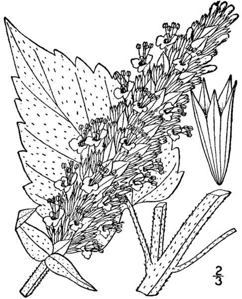 讓精油說故事-牛膝草 Hyssop