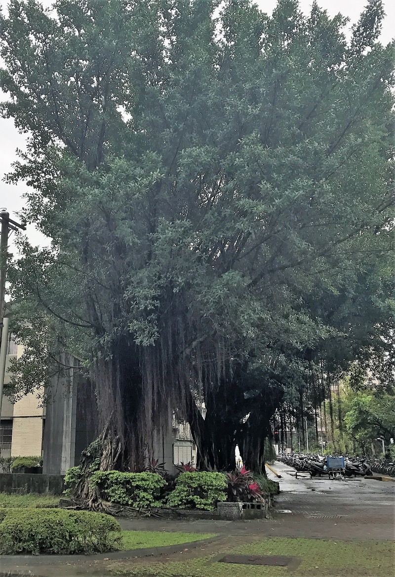 讓精油說故事 黑雲杉 Black Spruce