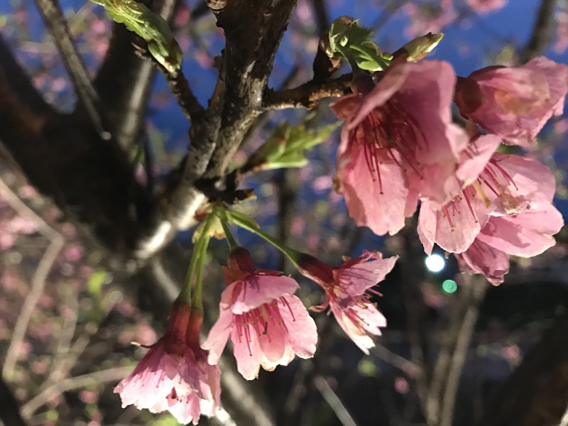 讓精油說故事 香桃木