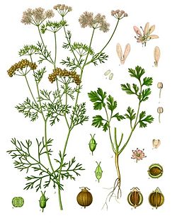 讓精油說故事 芫荽精油 Coriander