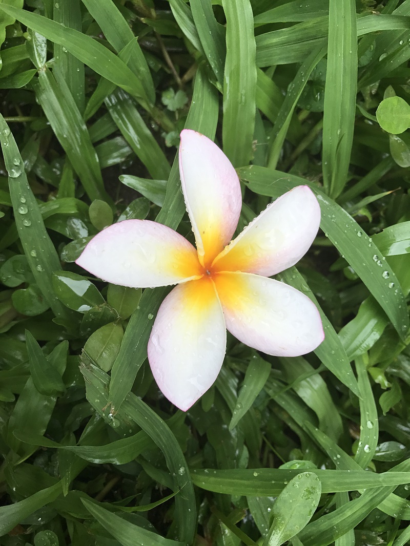 夏天油油頭困擾