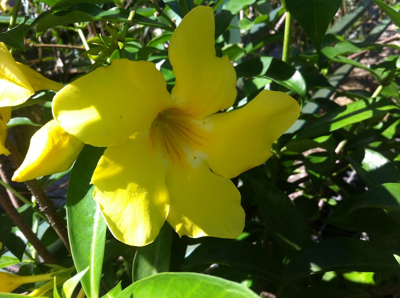 讓精油說故事 萬壽菊純質精油