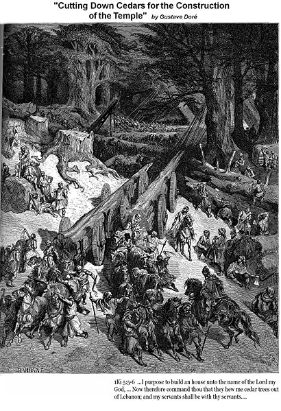 讓精油說故事 雪松