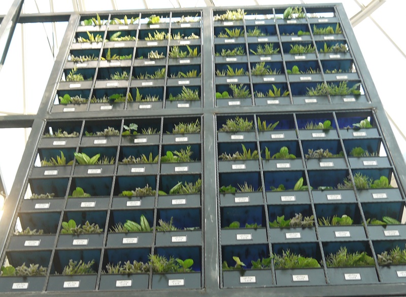 芳香療法與呼吸