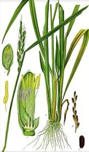 讓精油說故事 檸檬草