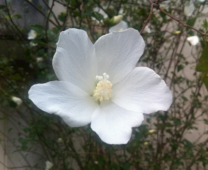 純油 保養寶貝肌膚