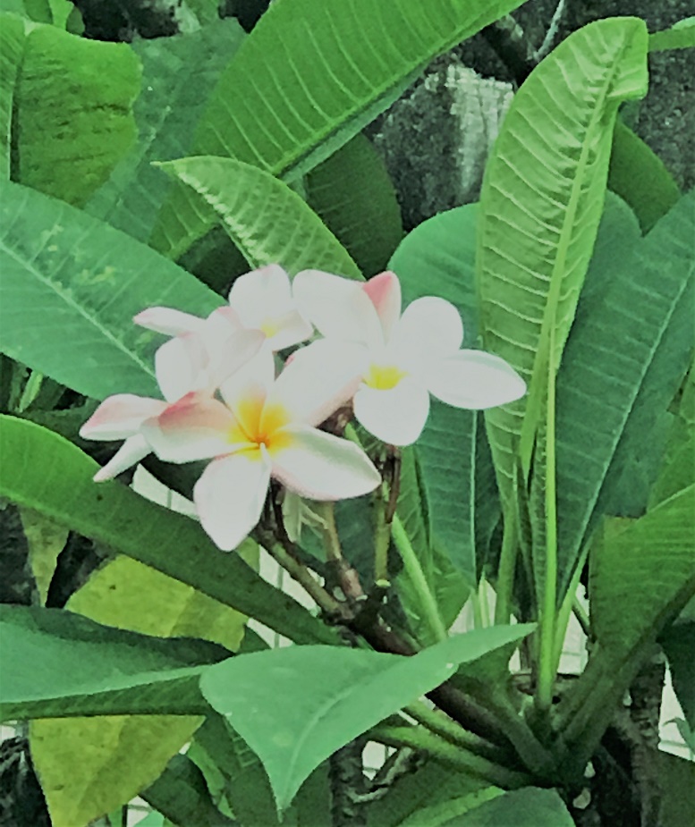 現代人減輕壓力配方