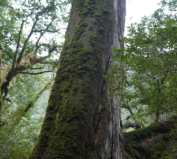 讓精油說故事 絲柏 Cypress