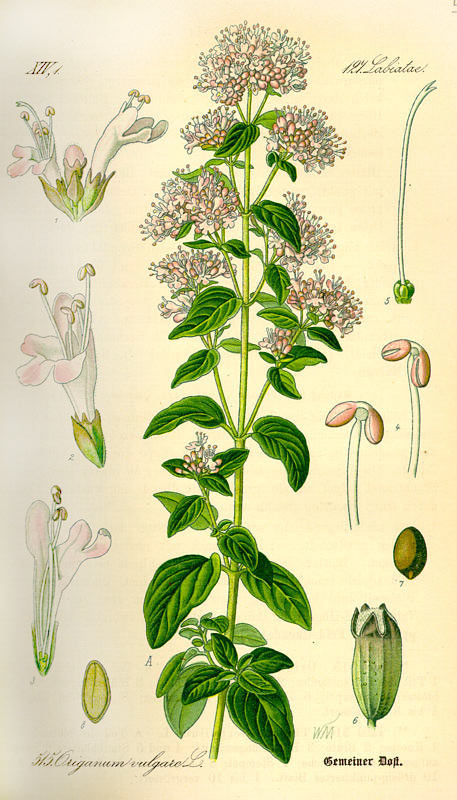 讓精油說故事 牛至