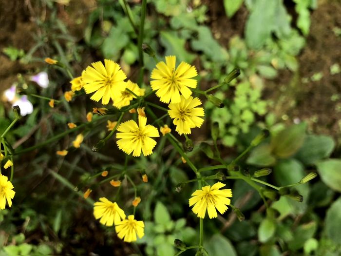 阿育吠陀概念Ayurvedic芳療及養生哲學